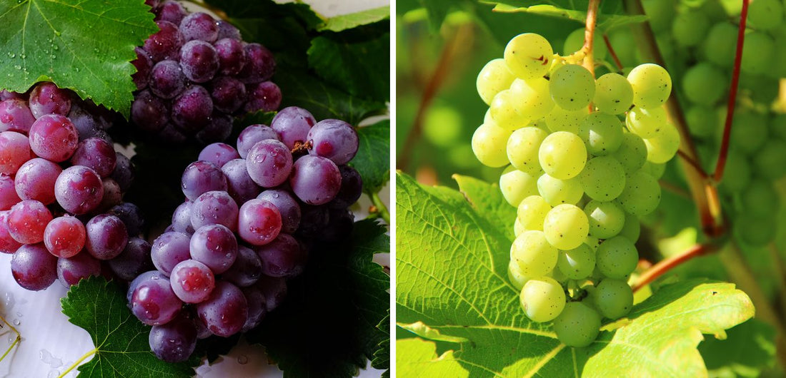 Diferença entre o vinho tinto e o vinho branco - Pinott Wine