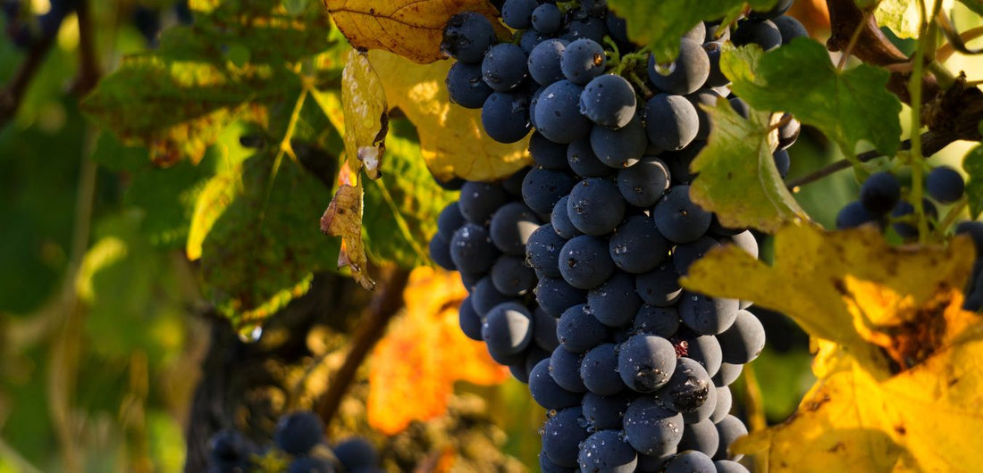 Uva Cabernet Sauvignon - Curiosidades  Pinott Wine