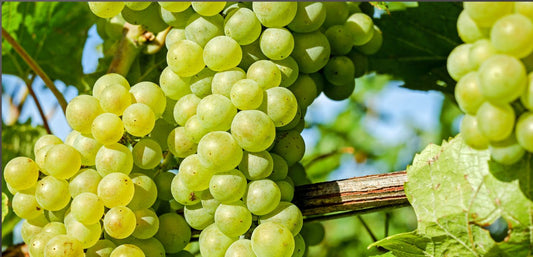 Uva Chardonnay - Curiosidades  Pinott Wine